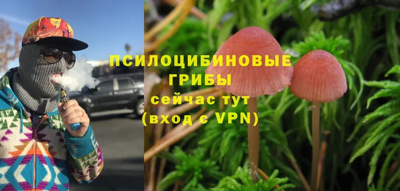 купить наркотик  Инта  Псилоцибиновые грибы MAGIC MUSHROOMS 